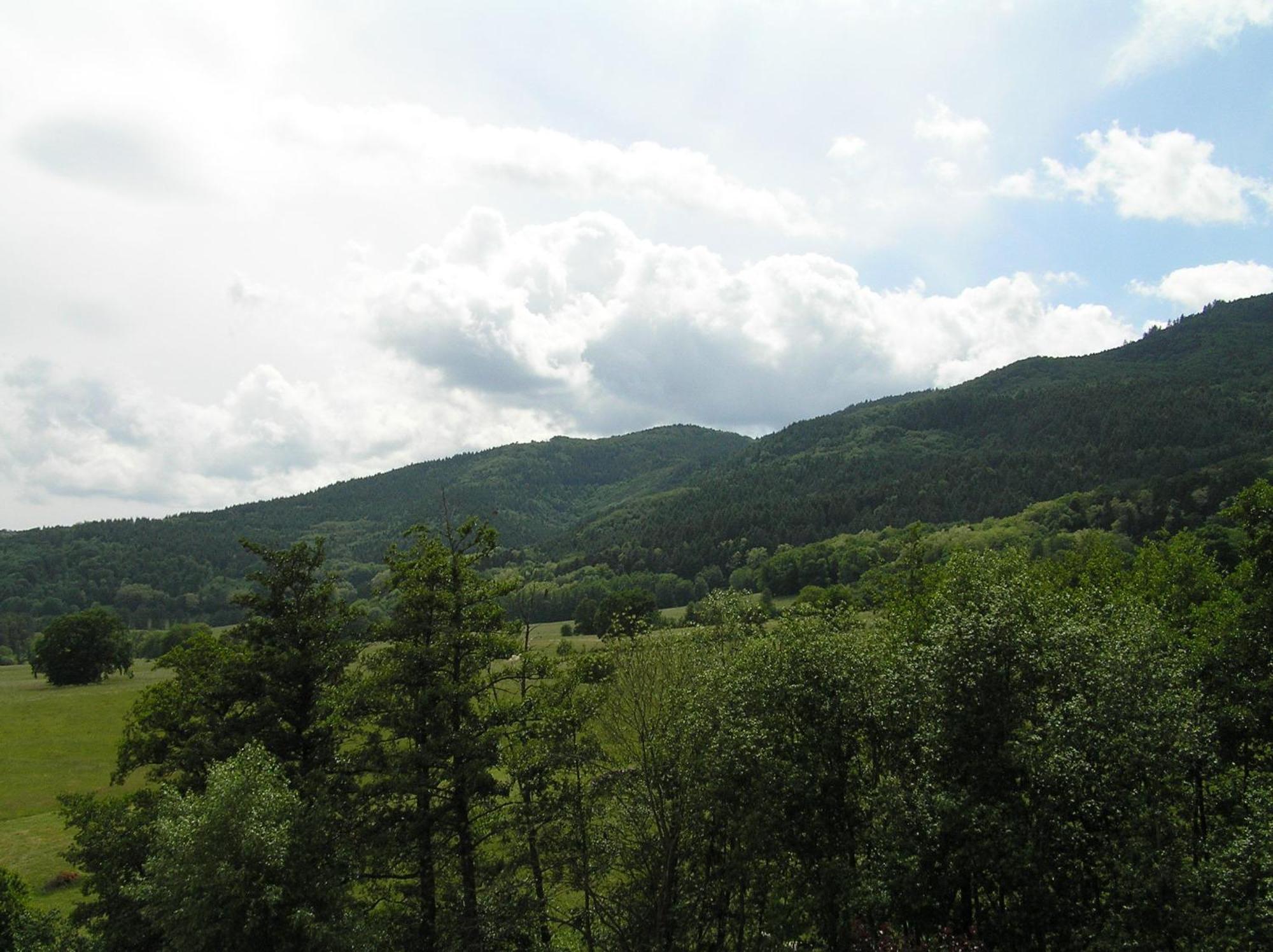 Wintzfelden A L'Arbre Vert מראה חיצוני תמונה